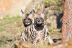 Hyena žíhaná,  Hyaena hyaena sultana, Striped hyaena