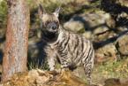 Hyena žíhaná,  Hyaena hyaena sultana, Striped hyaena