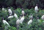 Nesyt lesní, Mycteria  americana, Wood stork