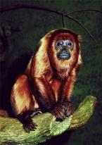 Vřešťan rezavý, Alouatta seniculus,  Howling Monkey 