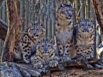 	Irbis, Panthera uncia, Snow leopard