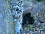 Irbis, Panthera uncia, Snow leopard