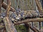 	Irbis, Panthera uncia, Snow leopard