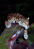 Jaguár Panthera onca Jaguar