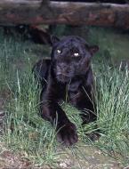 Jaguár Panthera onca Jaguar