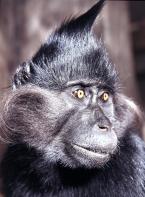 Mangabej černý, Lophocebus atterimus, Black mangabey