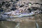 Kajman brýlový, Caiman c.crocodilus