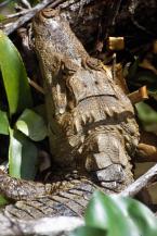 Kajman brýlový, Caiman c.crocodilus