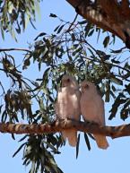 Kakadu naholící, Cacatua sanguinea, Litlle Corella