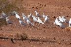 Kakadu naholící, Cacatua sanguinea, Litlle Corella