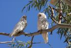 Kakadu naholící, Cacatua sanguinea, Litlle Corella