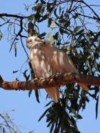 Kakadu naholící, Cacatua sanguinea, Litlle Corella