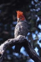 Kakadu přilbový, Callocephalon fimbriatum, Gang-gang Cockatoo