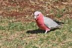 Kakadu růžový,  Eolophus roseicapillus,  Galah