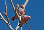 Kakadu růžový,  Eolophus roseicapillus,  Galah