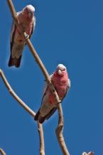 Kakadu růžový,  Eolophus roseicapillus,  Galah