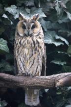 Kalous ušatý,  Asio otus,  Long-eared Owl 