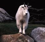 Kamzík bělák, Oreamnos americanus,  Moutain goat