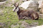 Kamzík horský, Rupicapra rupicapra, Chamois