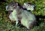 Kapybara Hydrochoerus  hydrochaeris Capybara