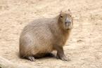 Kapybara, Hydrochoerus  hydrochaeris, Capybara