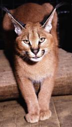 Karakal, Caracal caracal, Caracal