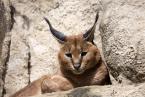 Karakal, Caracal caracal, Caracal