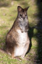 Klokan parma, Macropus parma, Parma wallaby