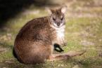 Klokan parma, Macropus parma, Parma wallaby