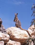 Klokan žlutonohý, Petrogale  xanthopus  xanthopus, Yellow-footed Rock-wallaby