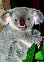 Koala Phascolarctos cinerens Koala