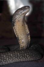 Kobra královská  Ophiophagus hannah