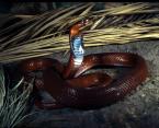 Kobra mozambická Naja pallida