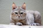 Kočka arabská, Felis silvestris gordoni, Arabian wildcat