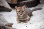 Kočka cejlonská, Prionailurus rubiginosus, Rusty-spotted cat