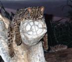 Kočka mramorovaná, Pardofelis marmorata, Marbled Cat