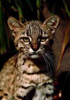 Kočka slaništní Oncifelis geoffroyi Geoffroy´s cat