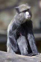 Kočkodan bělonosý,Cercopithecus nictitans, greater spot-nosed monkey