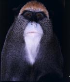 Kočkodan Brazzův  Cercopithecus neglectus De  Brazza's Monkey