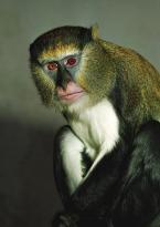 Kočkodan Campbellův  Cercopithecus campbelli Campbell´s guenon