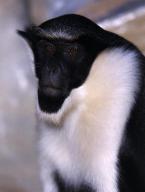 Kočkodan Dianin, Cercopithecus d.diana, Diana Monkey