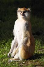 Kočkodan husarský, Erythrocebus patas, Patas monkey  