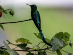 Kolibřík zelenoocasý, Lesbian nuna, Green-tailed trainbearer 