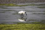 Kolpík královský, Platela regia, Royal Spoonbill