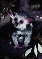 Komba velká  Galago crassicaudatus Bushbabies