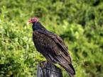 Kondor krocanovitý, Cathartes aura, Turkey Vulture