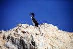 Kormorán gánový, Phalacocorax bougainvillii, Guany cormorant 