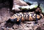 Korovec jedovatý, Heleoderma s.suspectum, Gila Monster