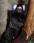 Kosman bělovousý  Callithrix jacchus White-tufted-ear  Marmoset