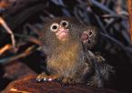 Kosman zakrslý  Callithrix pygmaea Pygmy marmoset